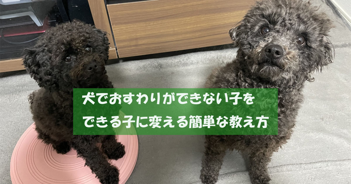 犬でおすわりができない子をできる子に変える簡単な方法